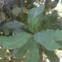 Macadamia ternifolia F.Muell.